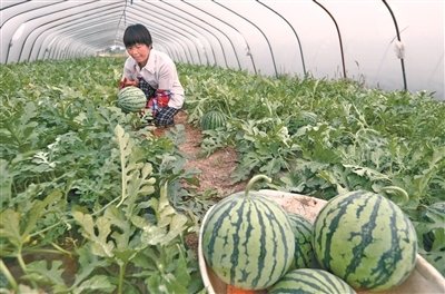 大棚夏播西瓜栽培技术