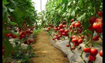 日光温室樱桃番茄栽培技术